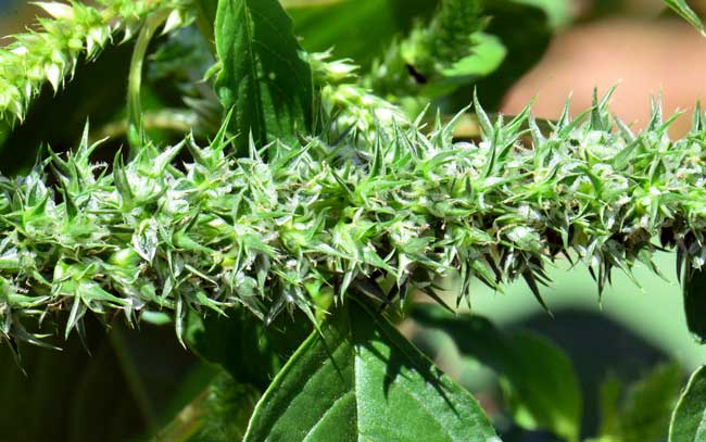 Amaranthus palmeri, Carelessweed